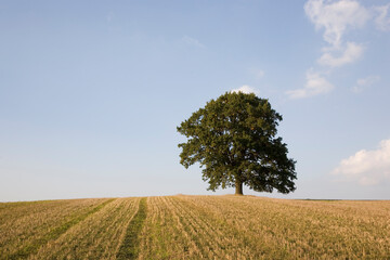 Fototapeta na wymiar Feldlandschaft mit freistehendem Eichenbaum bei Sommerwetter