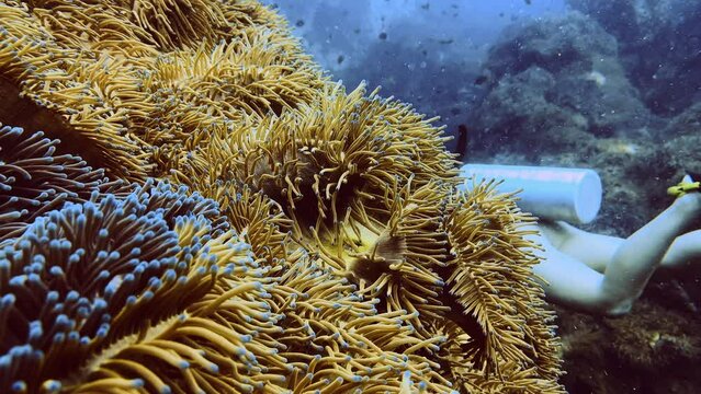 close up anemone diver unsharp in background