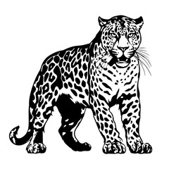 Leopard Vector