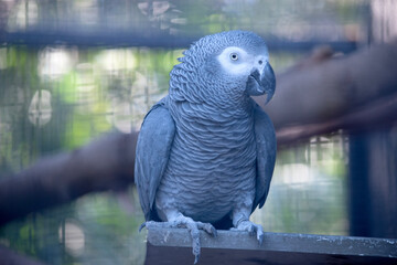 Obraz premium the african grey parrot is all grey with white eye surrounds and red tail