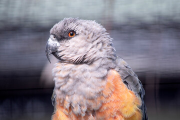 The African red-bellied parrot is a small African parrot It is a mostly greenish and grey parrot. © susan flashman