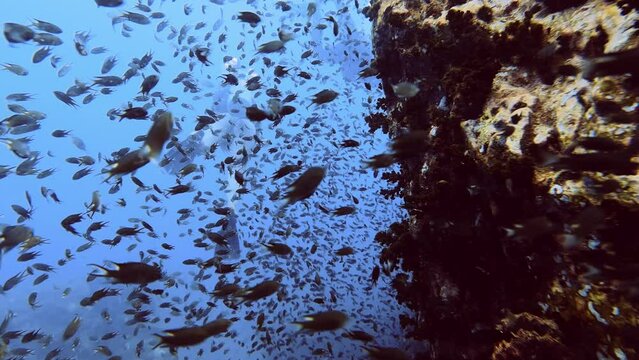 Divers unsharp in background, lots of litte fish in front