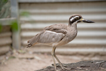 The beach stone curlew is largely grey-brown upperparts with a distinctive black-and-white striped face and shoulder-patch.