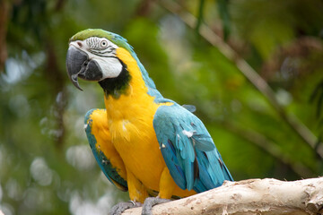 the Back and upper tail feathers of the blue and gold macaw are brilliant blue; the underside of the tail is olive yellow. Forehead feathers are green