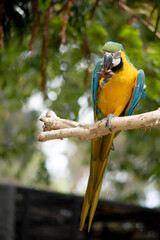 the Back and upper tail feathers of the blue and gold macaw are brilliant blue; the underside of the tail is olive yellow. 