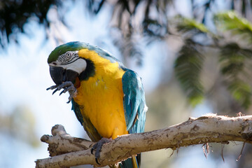 the blue and gold Macaw has back and upper tail feathers of the blue and gold macaw are brilliant blue; the underside of the tail is olive yellow. 