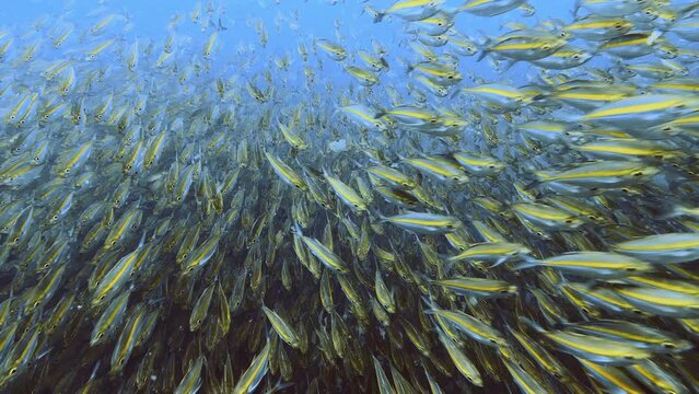 underwater fish school 4k high quality. thousands of fish swimming in divers direction