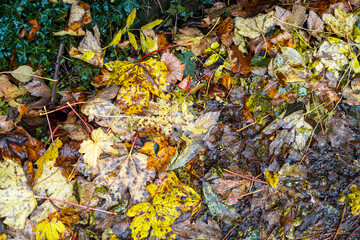 Beautiful public park during autumn in England