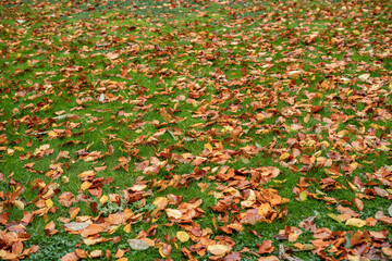 Beautiful public park during autumn in England