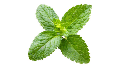 Fresh raw mint leaf or melissa leaves isolated on transparent background