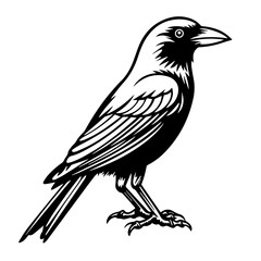 Crow Vector