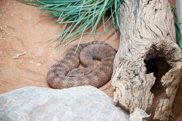 the common death adder has a broad flattened, triangular head and a thick body with bands of red,...