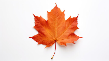 Naklejka na ściany i meble An autumn leaf on white background