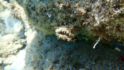 Rayed pearl oyster (Pinctada radiata) shell on sea bottom, Aegean Sea, Greece, Halkidiki  © Alexey