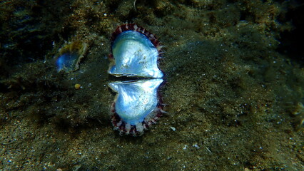 Rayed pearl oyster (Pinctada radiata) shell on sea bottom, Aegean Sea, Greece, Halkidiki  © Alexey