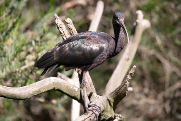 The glossy ibis neck is reddish-brown and the body is a bronze-brown with a metallic iridescent sheen on the wings.