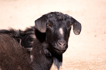 goats are herbivores, which means that they eat plants like grass and grain.