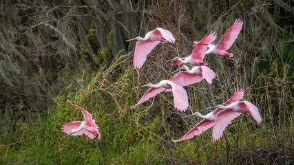 A flock of pink Roseate Spoonbills flying in Myakka River State Park in Sarasota Florida USA