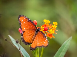 A single Queen butterfly on red and yellow Tropical Milkweed