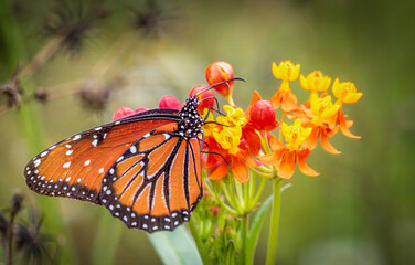 A single Queen butterfly on red and yellow Tropical Milkweed