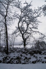 landscape photo in winter with snow, fog and trees