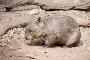 The hairy-nosed wombats have softer fur, longer and more pointed ears and a broader muzzle fringed with fine whiskers then common wombats. 