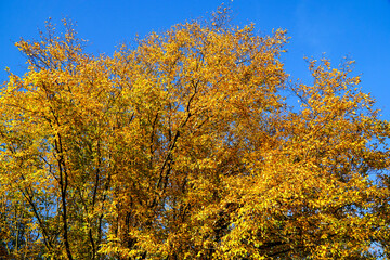 Fototapeta premium Detail of colorful autumn tree with beautiful orange and yellow leaves
