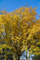 Fototapeta premium Detail of colorful autumn tree with beautiful orange and yellow leaves