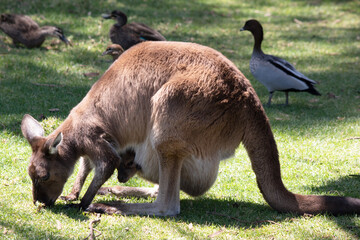 the kangaroo-Island Kangaroo has a brown body with a white under belly. They also have black feet...
