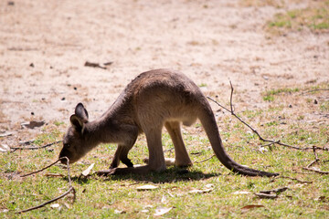 the kangaroo-Island Kangaroo joey has a light brown body with a white under belly. They also have...