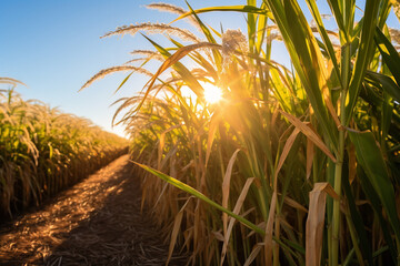 Suger cane field with sun shines