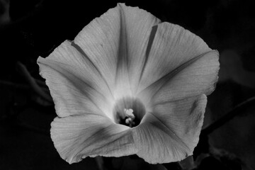 Morning glory flower closeup in black and white.