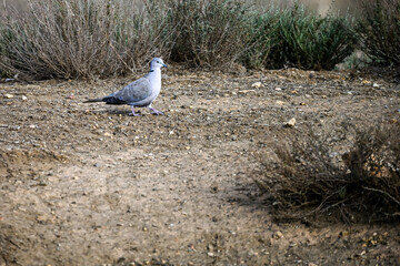 Turkey Turtle Dove or Streptopelia decaocto, perched on the ground.