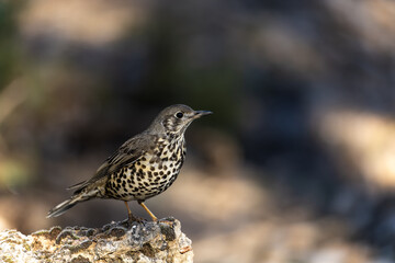 Common Thrush or Turdus viscivorus, perched on a rock.