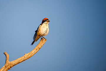 Lanius senator or common shrike, is a species of passerine bird in the shrike family.