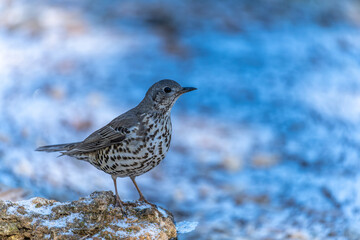 Common Thrush or Turdus viscivorus, perched on a rock.