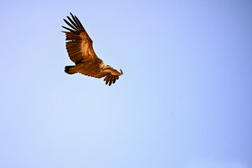 Obraz premium Griffon Vulture or Gyps fulvus in flight.