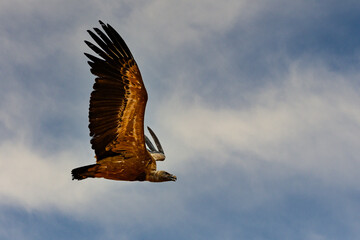 Griffon Vulture or Gyps fulvus in flight.