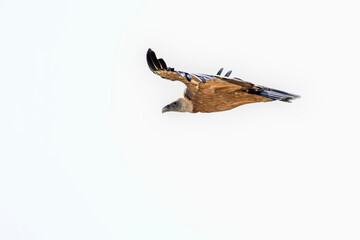 Obraz premium Griffon Vulture or Gyps fulvus in flight.