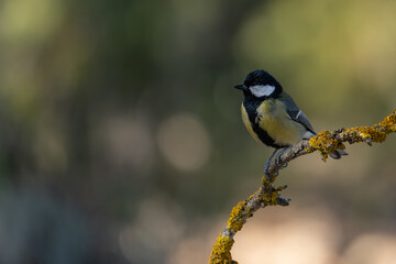 Great Tit or Parus major, perched on its twig.