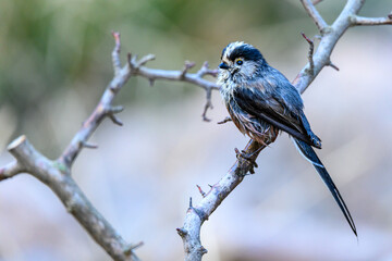 Myth or Aegithalos caudatus, perched on a twig.