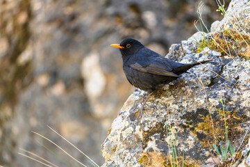 Common blackbird or Turdus merula, passerine bird of the Turdidae family.