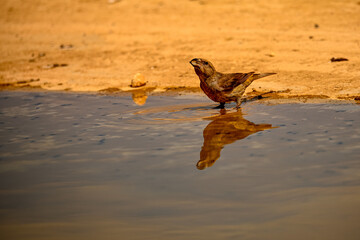 Crossbill or Loxia curvirostra, reflected in a golden spring.