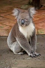 the koala is sitting on the ground