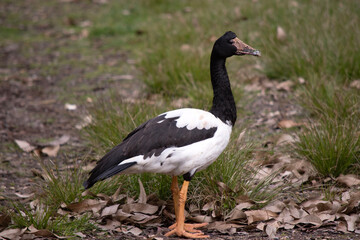 Naklejka na ściany i meble The magpie goose is a black and white seabird with black head and neck and a white body and a long neck.