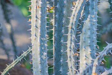 Alluaudia procera succulent shoot in the Cactus Garden, Lanzarote, Canary Islands, Spain. Alluaudia procera cactus -deciduous succulent plant from Madagascar