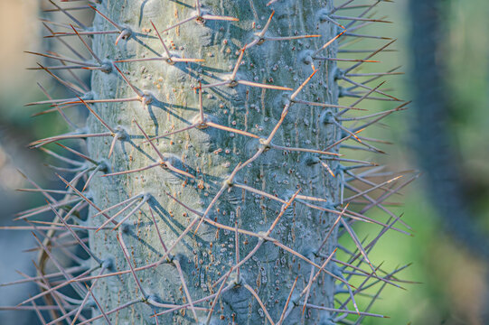 Madagascar Palm, pachypodium or Pachypodium Madagascar Palm or pachypodium lamerei or Pachypodium Sofiense plant. Potted Pachypodium Lamerei plants in the garden