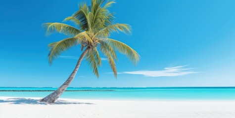 Fototapeta na wymiar an image of a palm tree on a white sandy beach