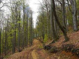 A road passing through a dense beech forest in a sunny spring day on a mountain ridge. The trees...