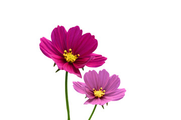 Purple and pink cosmeo flowers with yellow stamens on  a green stem on a white background